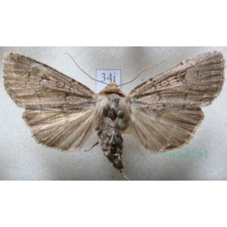 Graphiphora augur (Fabricius, 1775) Rolnica wróżebnica Czech34j